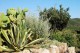 Agave e Fichi d'India. Torre di Cala Piccola. Argentario.